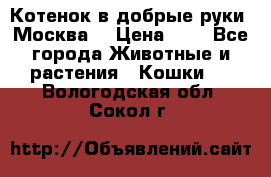 Котенок в добрые руки. Москва. › Цена ­ 5 - Все города Животные и растения » Кошки   . Вологодская обл.,Сокол г.